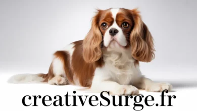 Cavalier King Charles